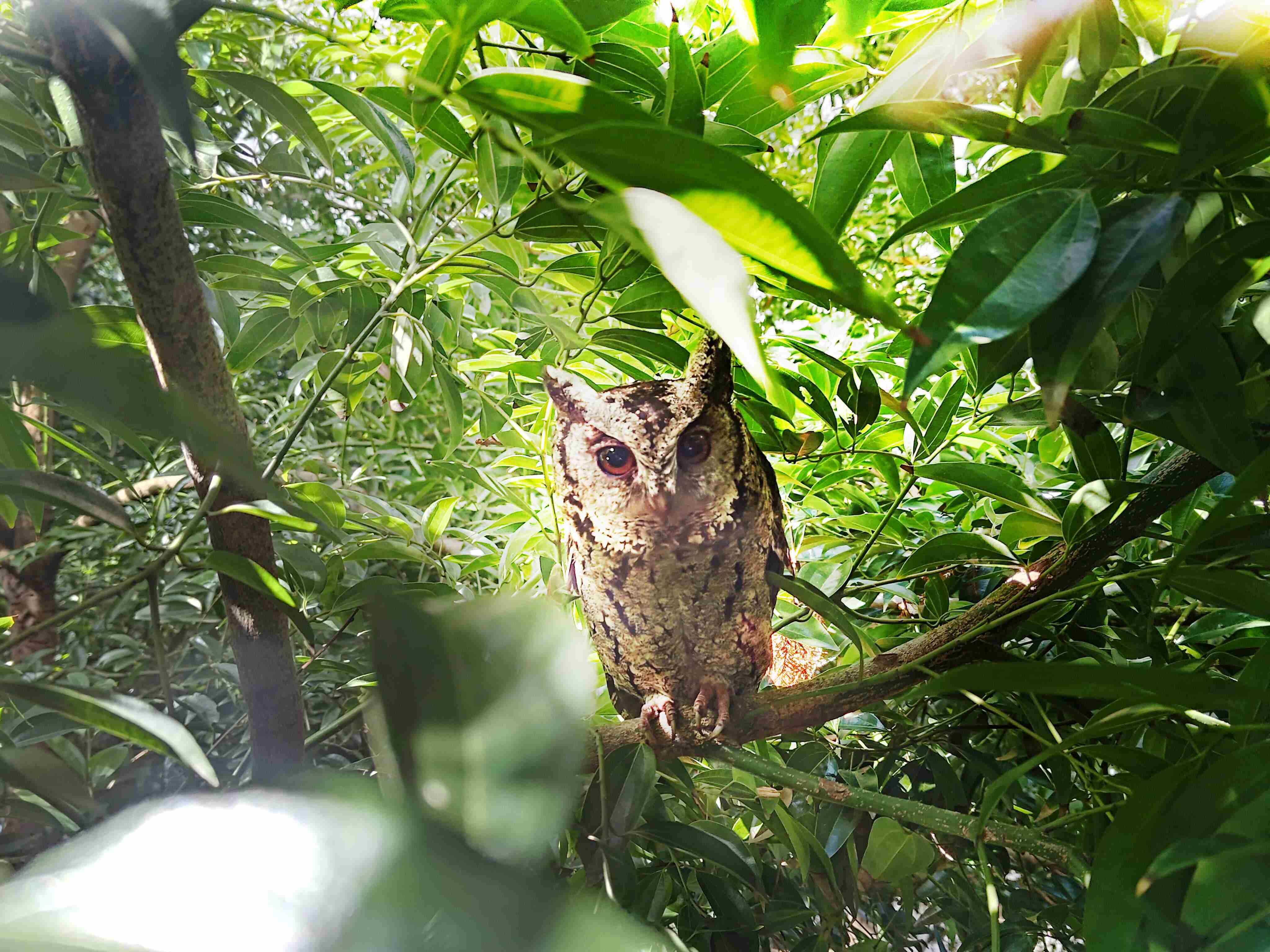 z6尊龙致力提倡净零绿生活，，，16年以来在全球各厂区植树逾百万棵，，，，造就各厂区树木蔚然成林，，犹如森林工厂，，，，成为许多生物的栖息地